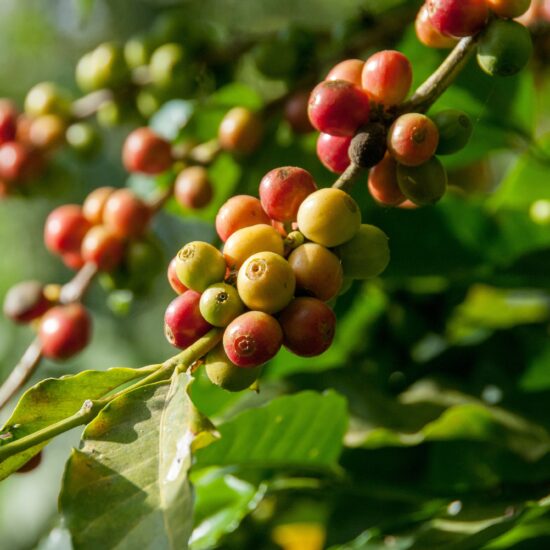 ripe coffee seeds on tree