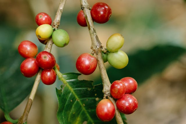 coffee production